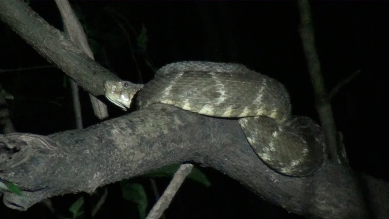 Night Creatures of the Amazon Jungle-With Deadliest Snake in Amazon!