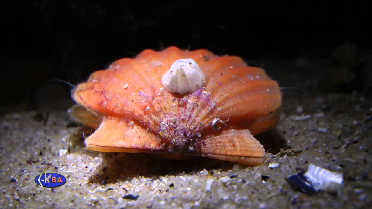 Pecten bivalve (Flexopecten ponticus) Черноморский гребешок