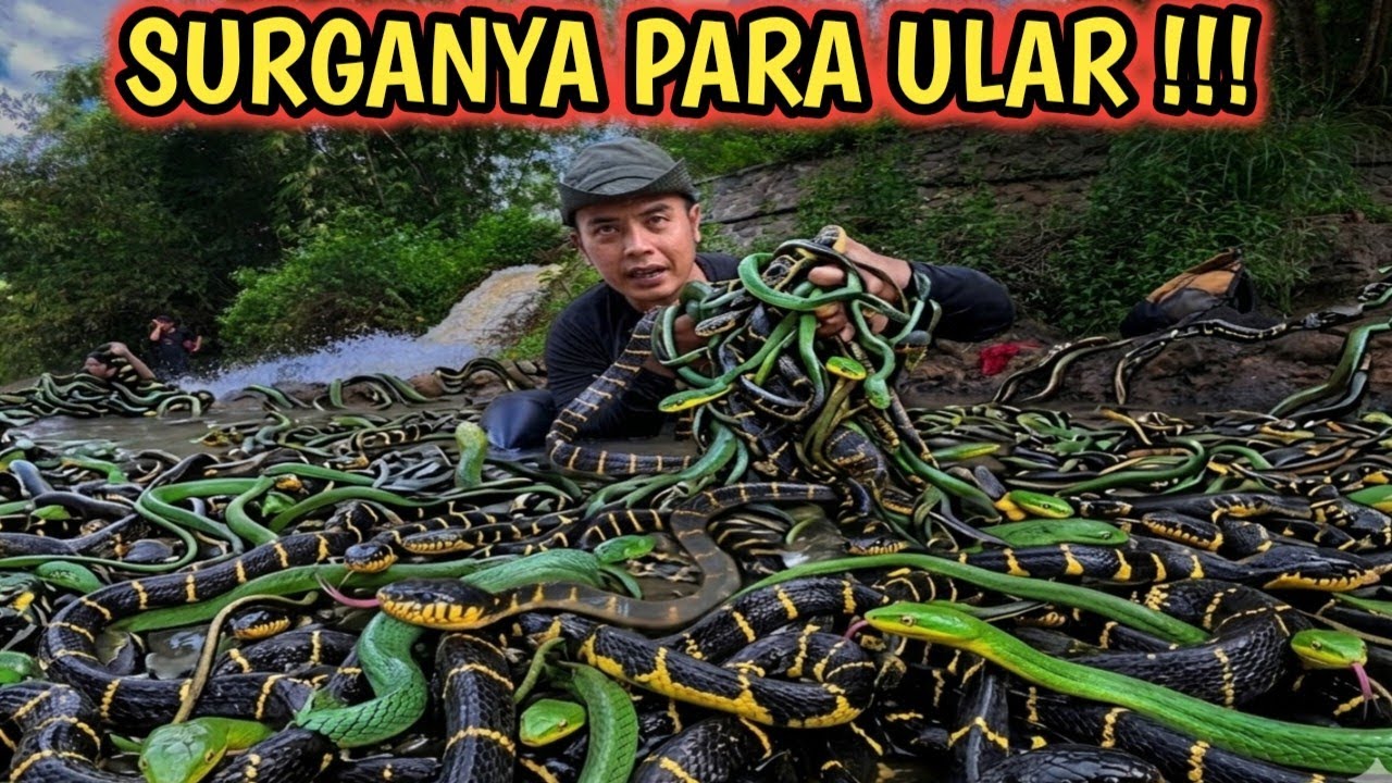 SATU POHON SATU ULAR !!!