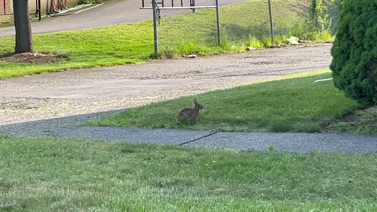 Lots of Merrimack NH Bunnies, Friday, June 13, 2025