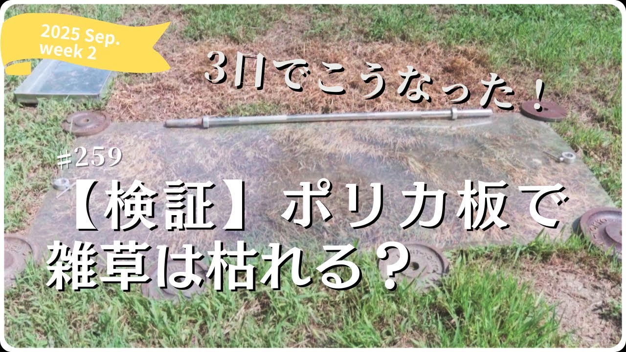 【検証】ポリカ板で雑草は枯れる？3日間の実験＋猫たちの観察記［vol.259］