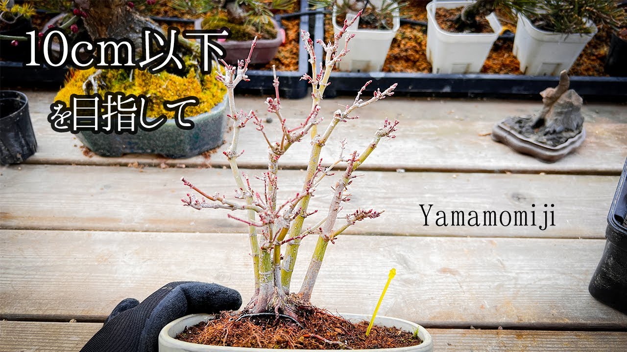 Yamamomijiの寄せ植えを１０ｃｍ以下にして植え替えてみた