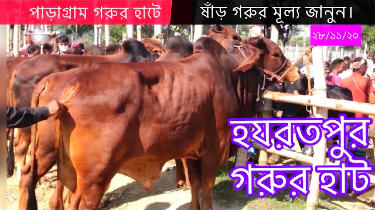 11-Hazratpur cattle market 28/11/20 //ঢাকার কেরানীগঞ্জ হযরতপুর হাটে বড় ষাঁড় গরুর মূল্য জানুন।