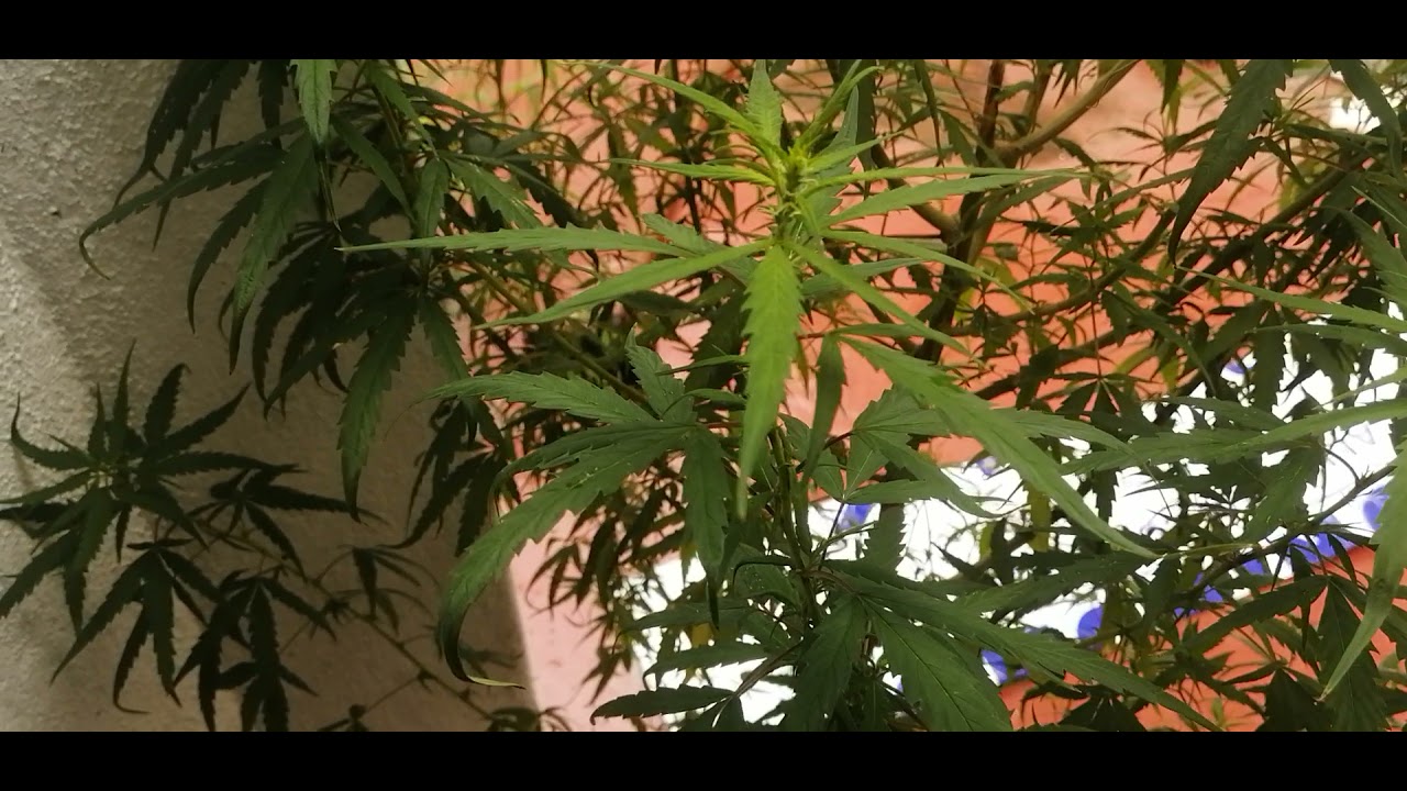 Sativa Cannabis Plant Rare-7months of Growing !!