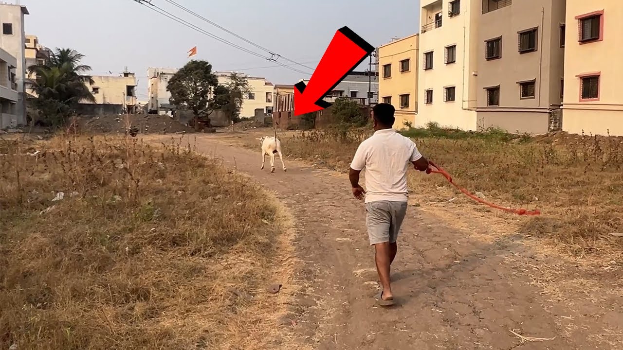 बऱ्याच दिवसांनी मुन्नाला असा सराव दिला | #khillar #khillarcow 