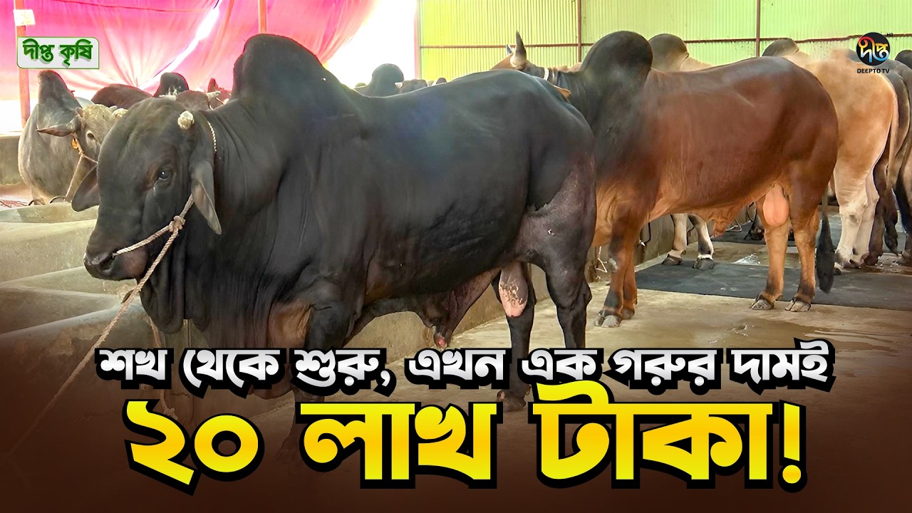 Deepto Krishi l শখ থেকে শুরু, এখন এক গরুর দামই ২০ লাখ টাকা! l Cow Farm l Ep 1811
