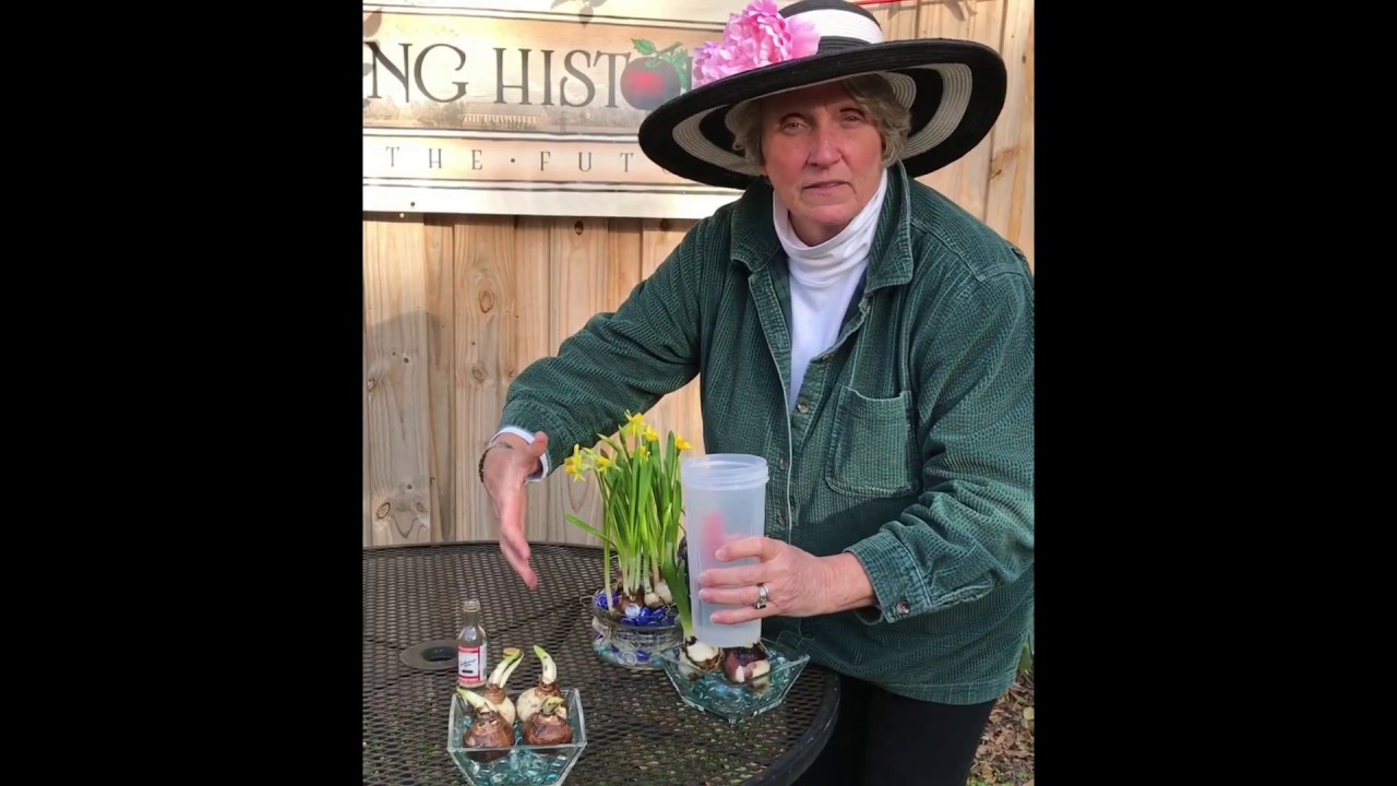 Forcing Flower Bulbs In Water for an Indoor Mid-Winter Spring Garden
