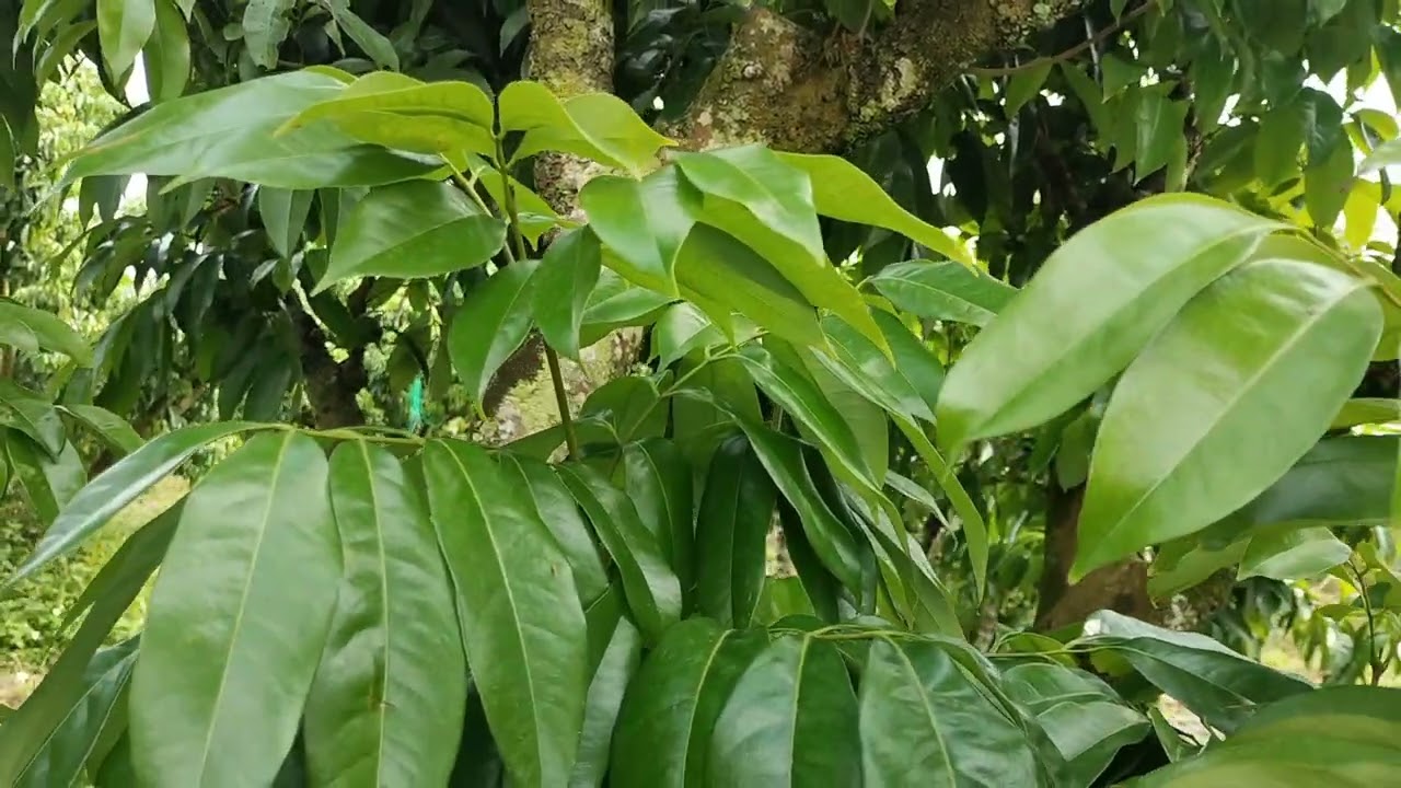 Làm hoa bằng:  Đạm, Lân, Kali, Gibberellin, Auxin, Cytokinin, Etylen, Axit abxixic,...