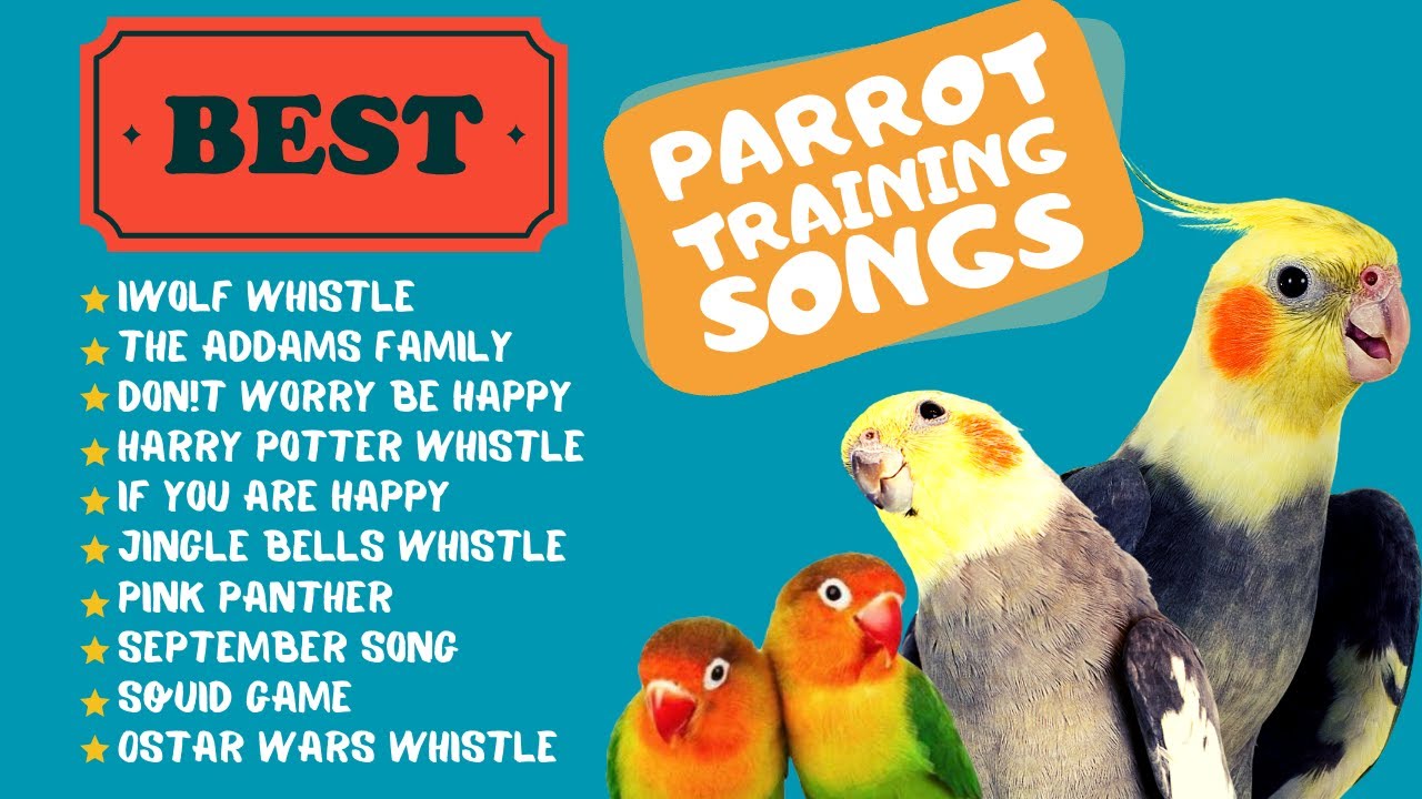 Easy Parrot Training,  Whistle Practice for Cockatiels,  Parrot Whistle Training