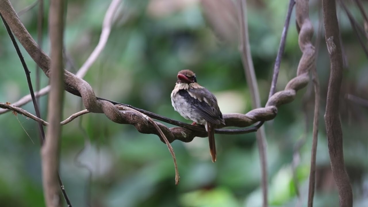 Birding in Sulawesi