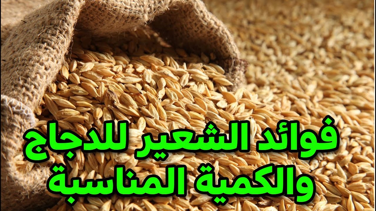هل الشعير له اضرارعلي الدجاج ام مفيد وماهي نسبة البرتين وكيف تقدم الشعيرللدجاج و الكمية المسموح بها