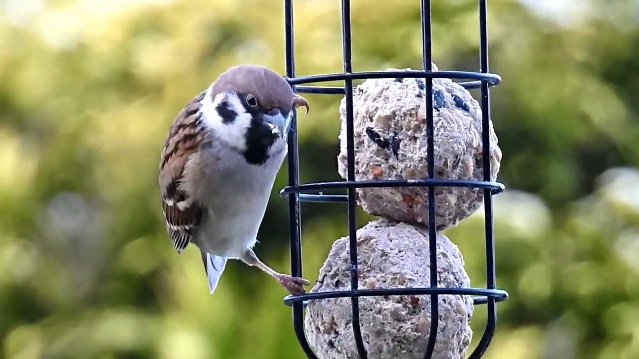 Feathered Friends In The Garden