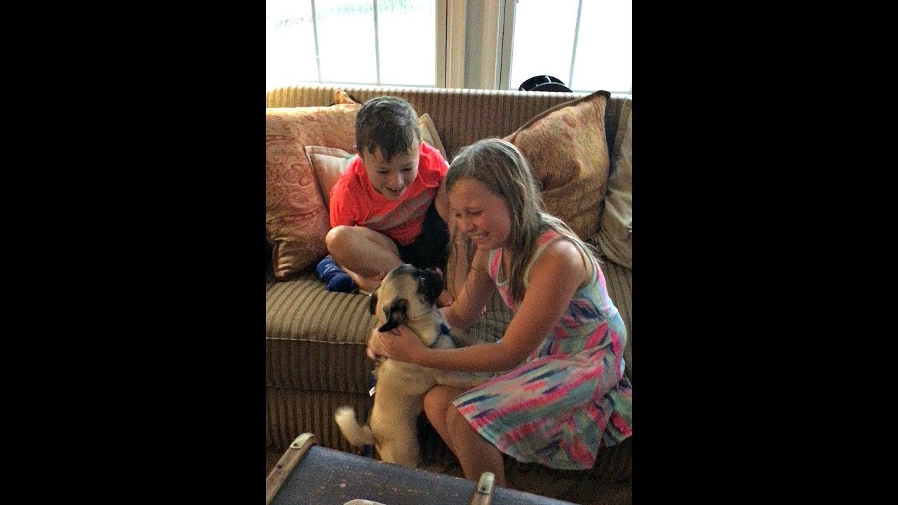 OMG it's a PUG