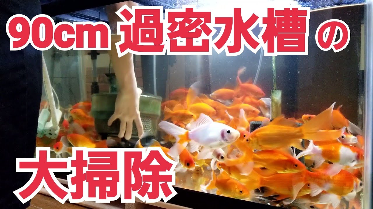 90cm過密水槽の大掃除！ひたすら水槽を綺麗にしていくよ【金魚】