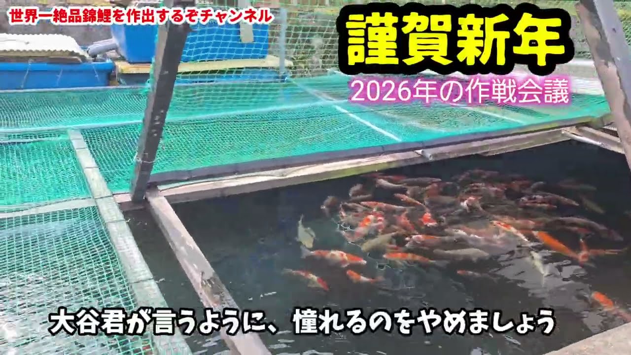 2026.1.2 神錦★謹賀新年★2026年の作戦会議#アクアリウム#koi