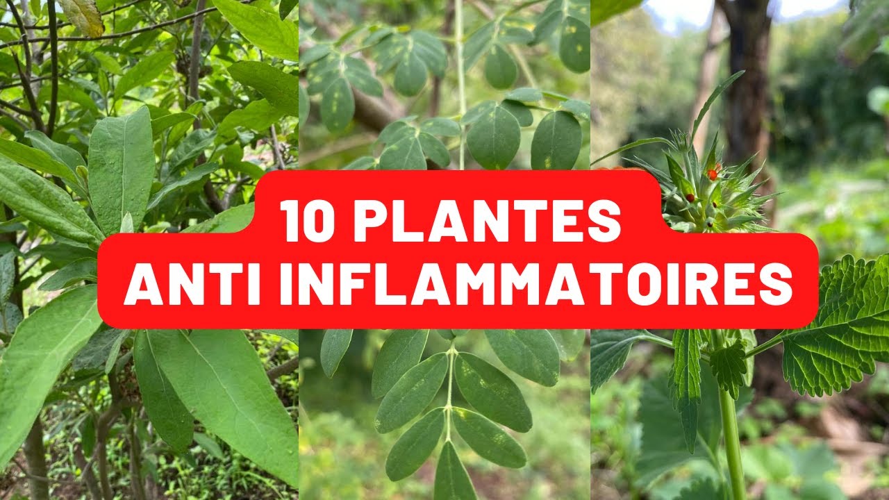 10 plantes anti inflammatoire à avoir chez soi !