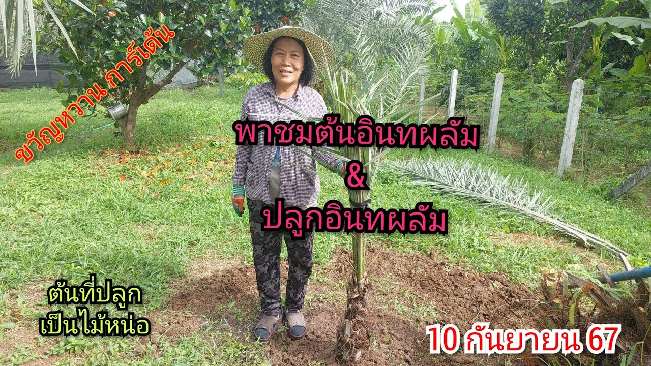 🌿🌼พาชมต้นอินทผลัมและวิธีการปลูก🌿🌼10 กันยายน 67☎️094-5323653 