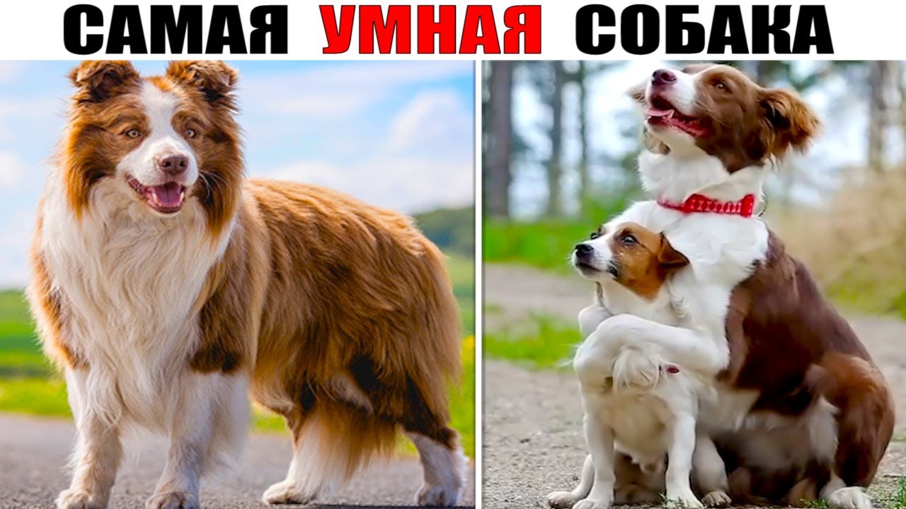 БОРДЕР - КОЛЛИ — Эта Порода Способна Запомнить Более 1000 Слов!