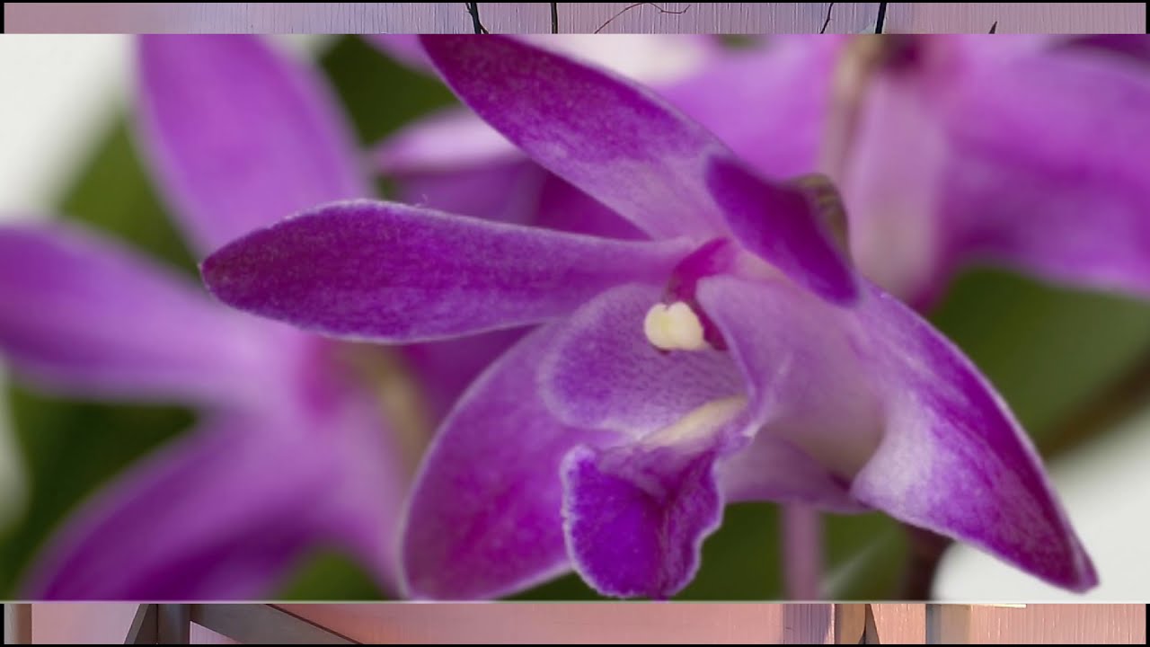 L'orchidée Dendrobium Sa-Nook & Berry Oda