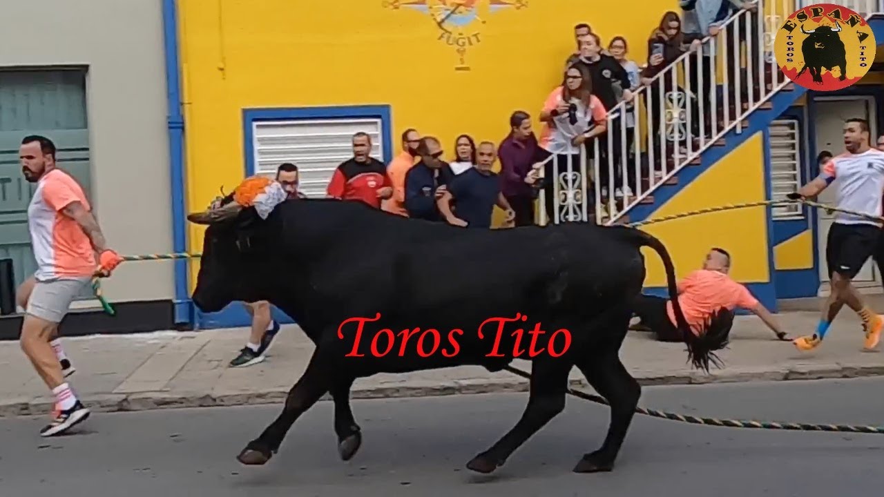 Toros en cuerda Picassent 12 oct. 2022. David Alfaro