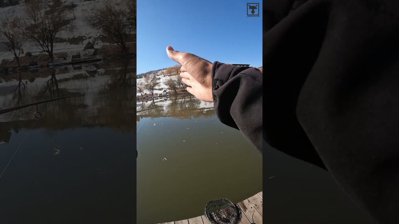 TIMON Apeed! - ловля форели на осыпание блесны #fishing #troutfishing #area #приманки