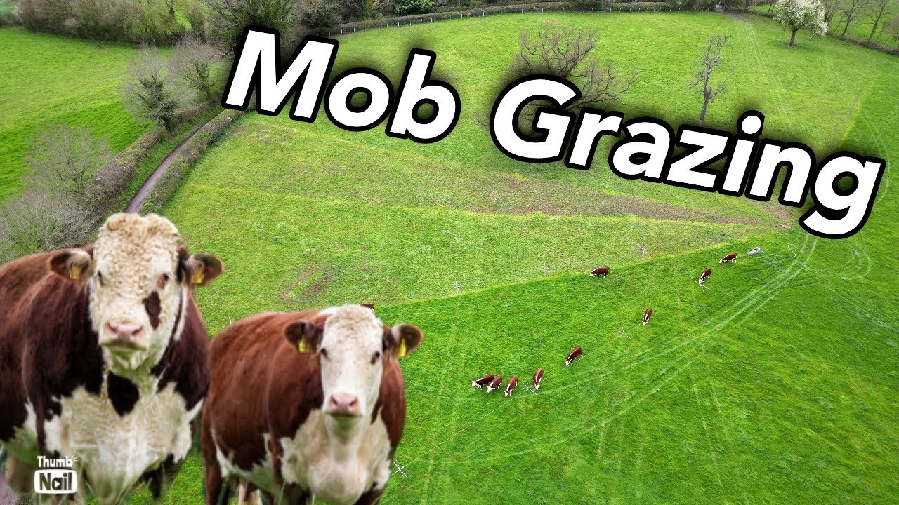 MOB GRAZING: Growing More Grass Using Electric Fences!