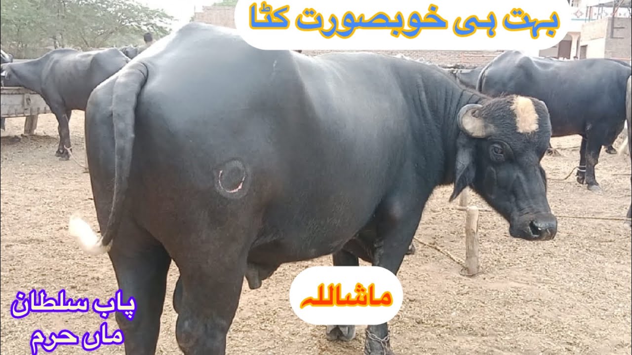 Son of Sultan bull ,most Beautiful Bull of Punjab Pakistan [ Nili Ravi Buffaloes ] 