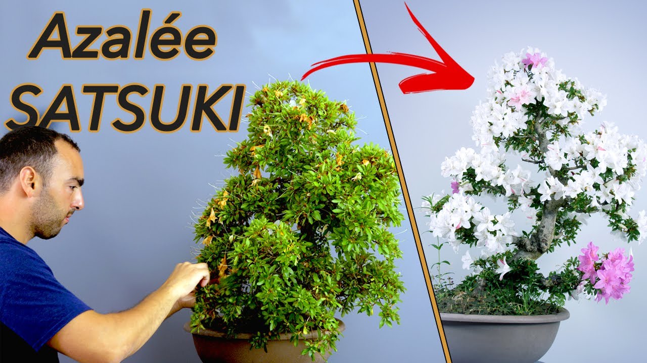 AZALÉE SATSUKI - NETTOYAGE COMPLET 🌳AFDB🌳