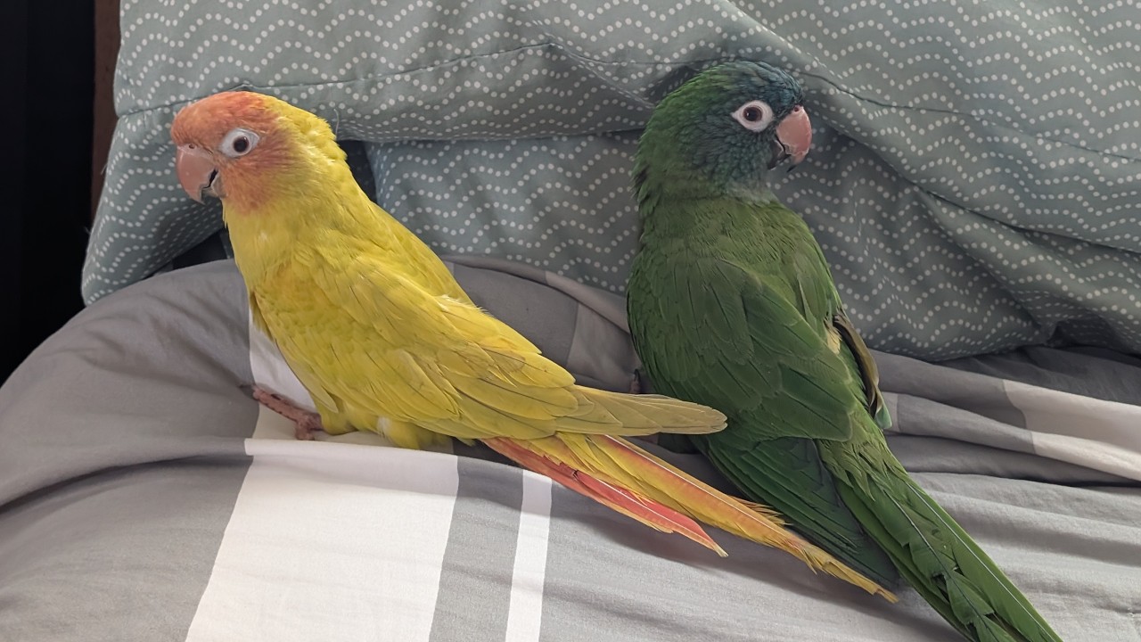 2026 Mango and Kiwi