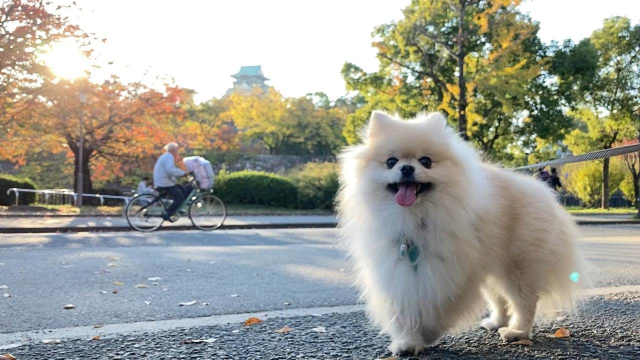 【2022紅葉】あの頃の様に大阪城公園へ紅葉狩りに行ってきました！