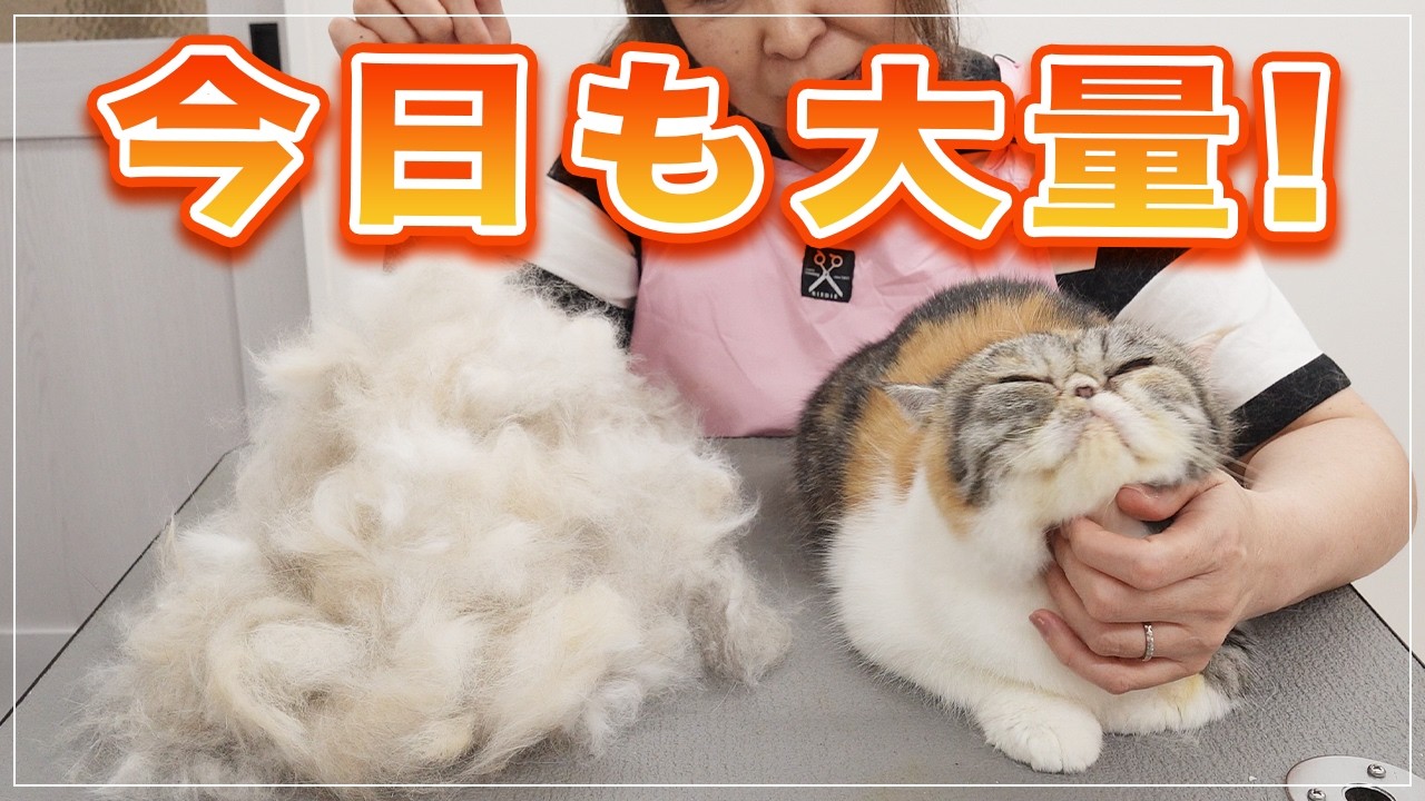 【ナッツちゃん⑨】元保護猫・今日もブラッシングで抜け毛が大量に取れました！ウィスカーブレイクが痛々しい【アトピーの猫】