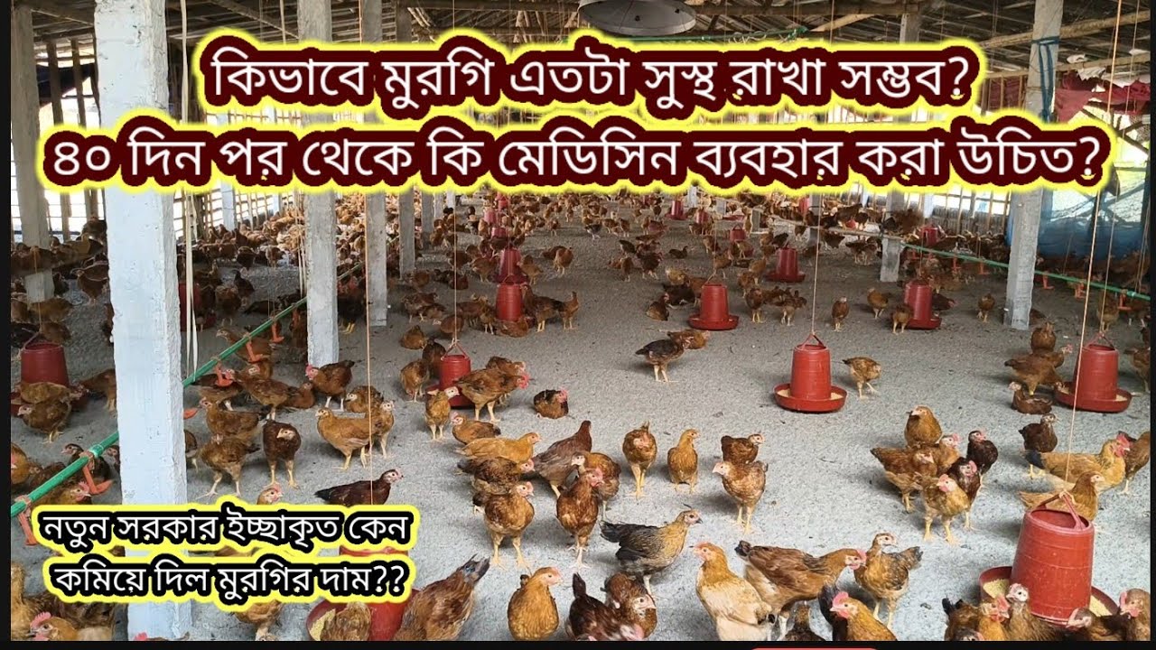 ৪০ দিন পর থেকে কি মেডিসিন ব্যবহার করবেন? মুরগি সুস্থ রাখার সঠিক পরামর্শ। #marufagrofarming #bali 