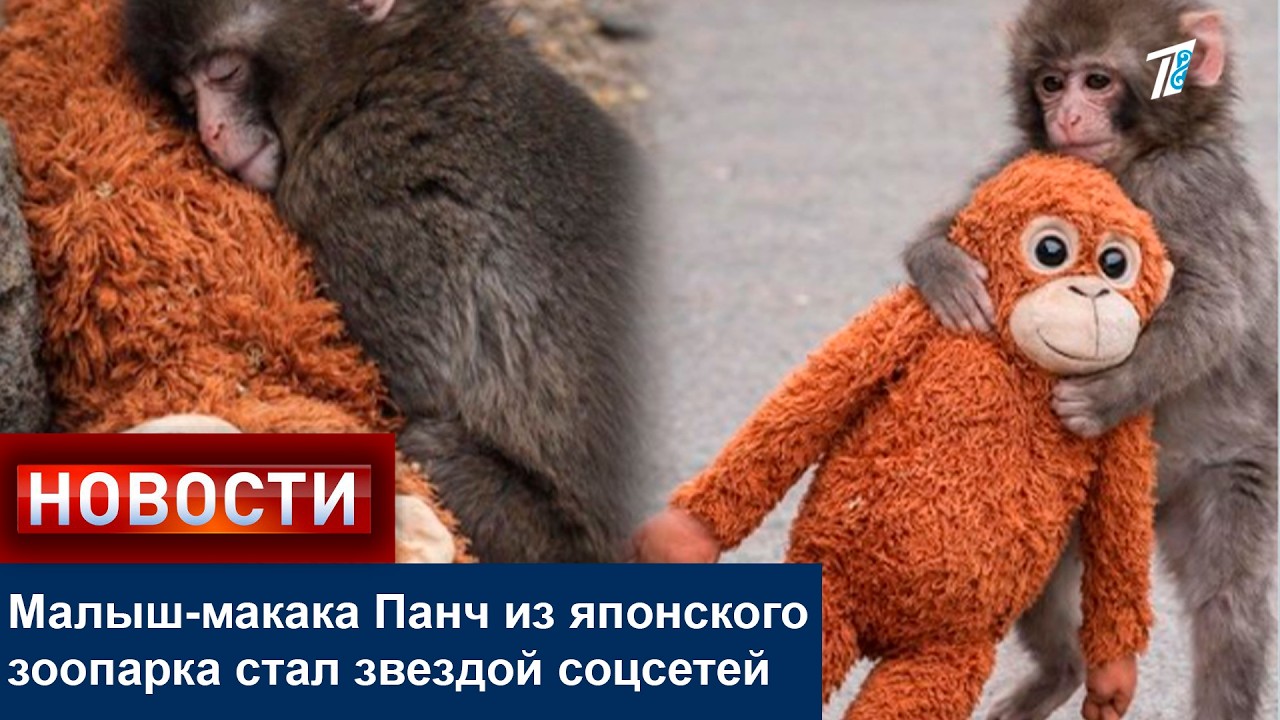 Малыш-макака Панч из японского зоопарка стал звездой соцсетей