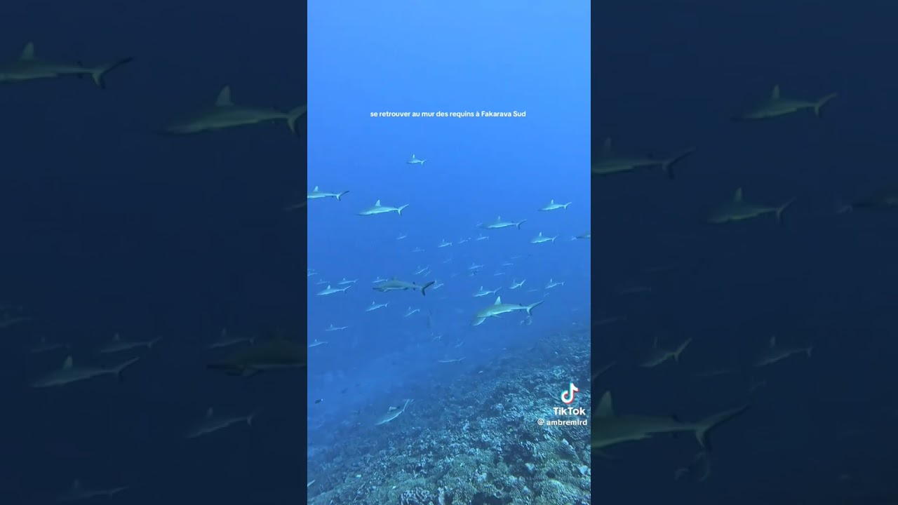 #SharkShock 🦈⚡#ChocDeRequin#SharkAlert#RequinEnVue#BiteTheView (