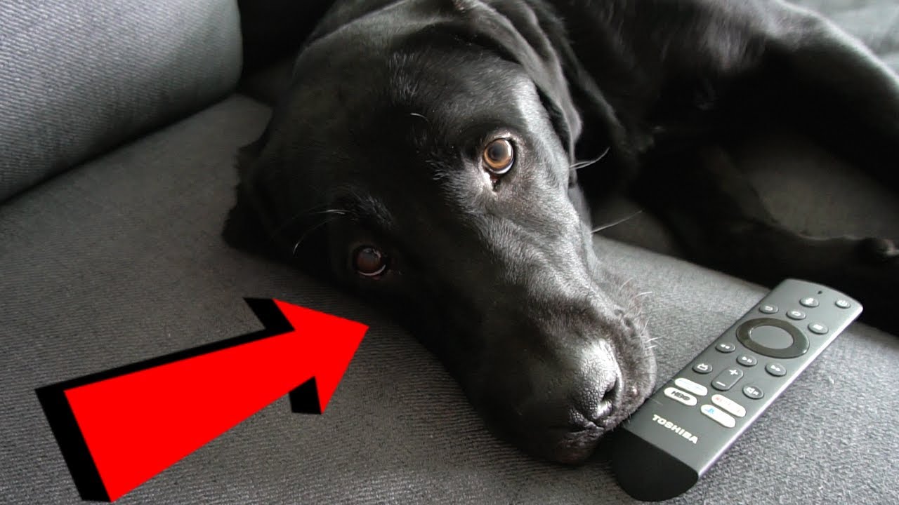 My Dogs Quarantine Routine!!