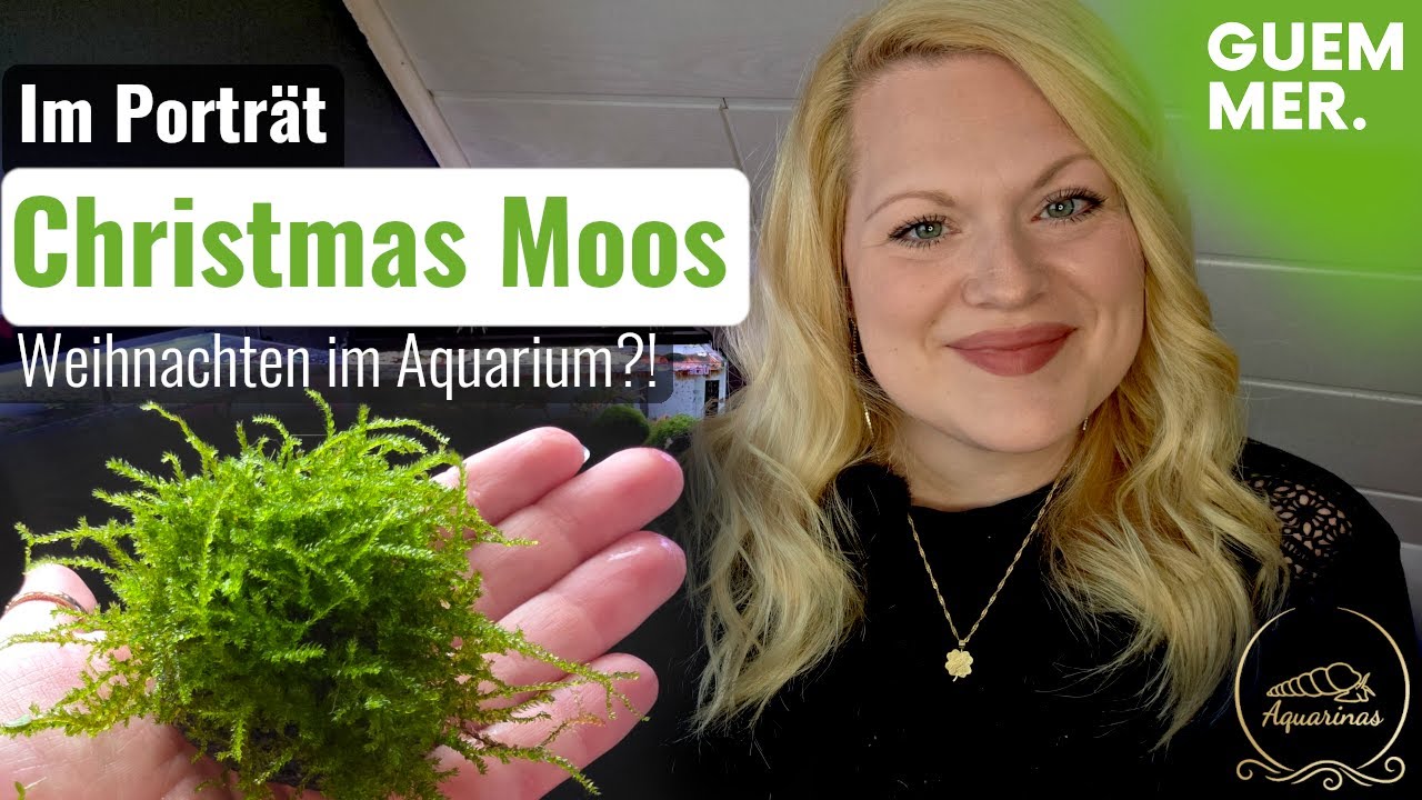 Christmas Moos - das schönste Moos fürs Aquarium? | Vesicularia montagnei im Pflanzenporträt 🌿