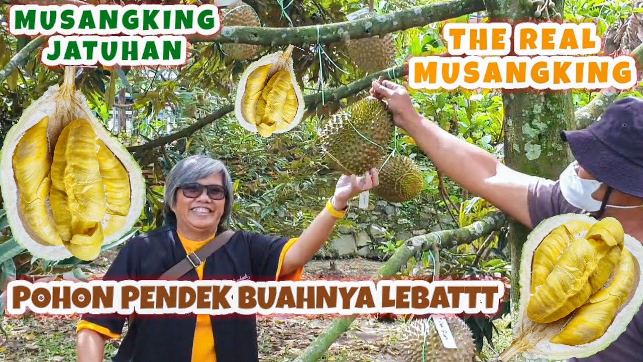 Harvesting Ripe MusangKing Durian from the Trees, Enjoying the Fresh Fruit in the Garden