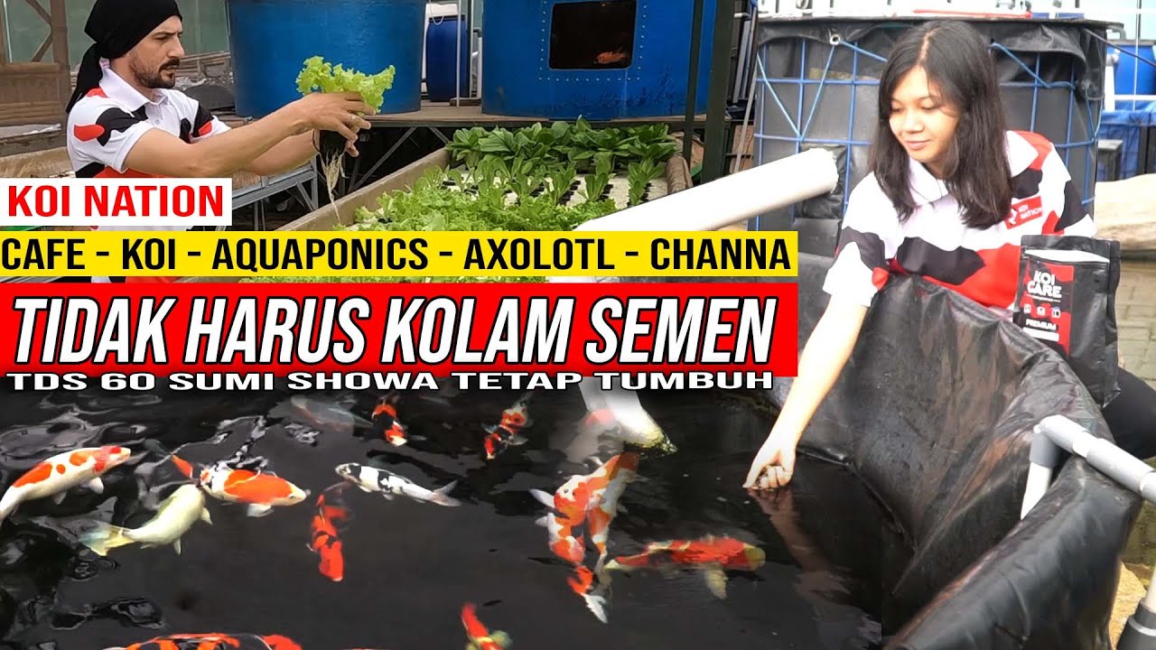 Di KOTA BATU SHOWA DOITSU DIKOLAM FILTER TERPAL JERNIH BANGET | KOI NATION