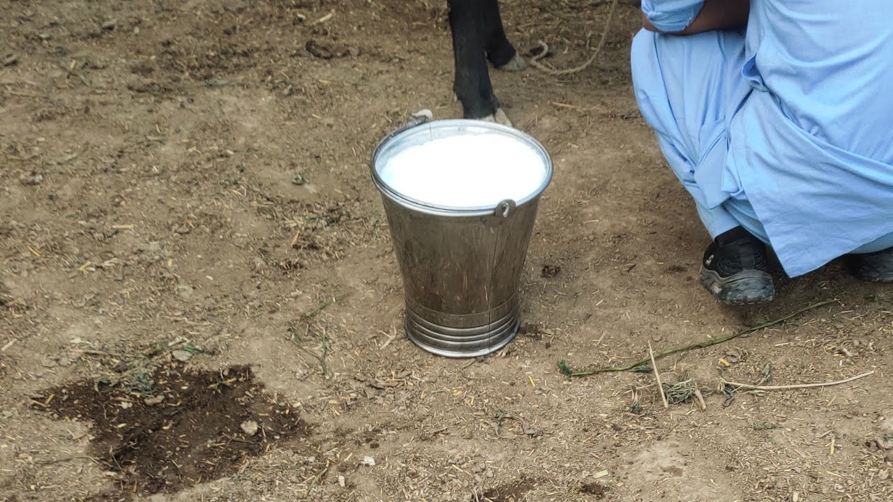 hi milking Neeli ravi  buffalo for sale youtube on pakistan punjab pakistan 03077460359