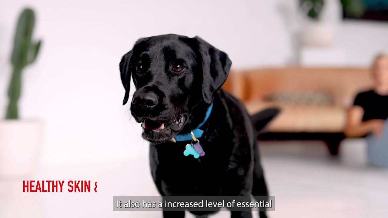 What should I feed my Labrador?