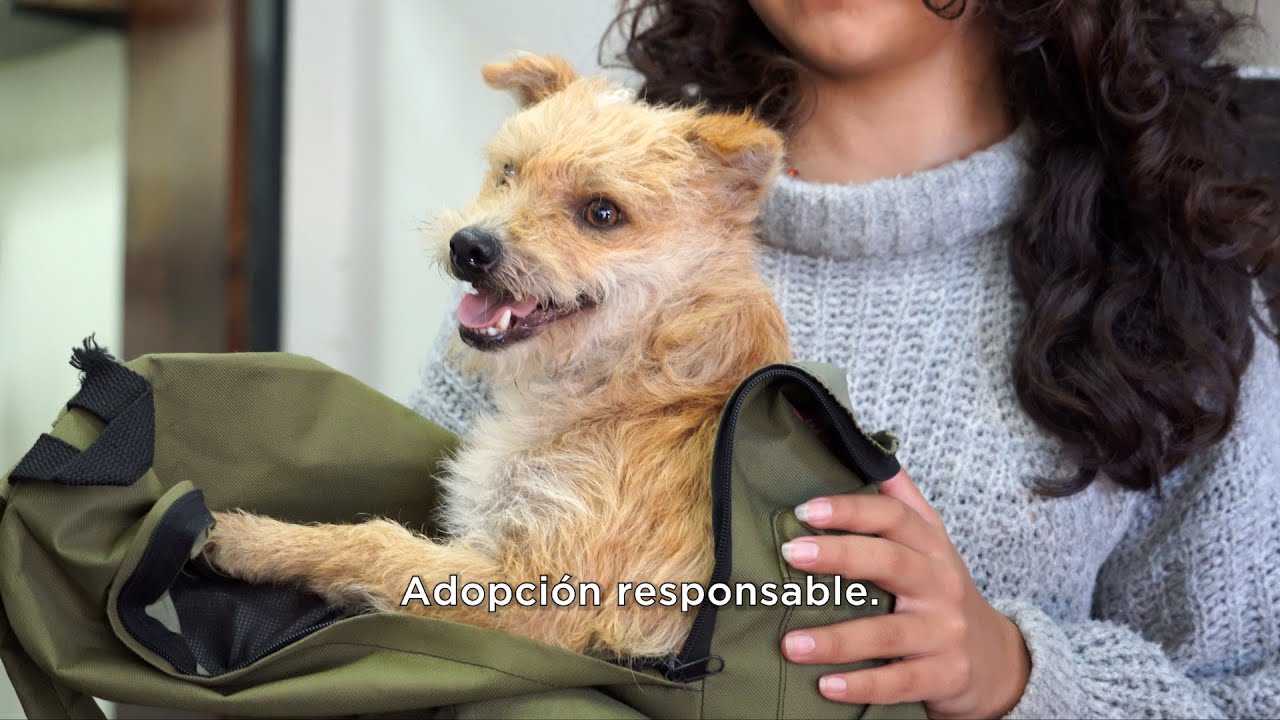 ADOPCI&Oacute;N RESPONSABLE