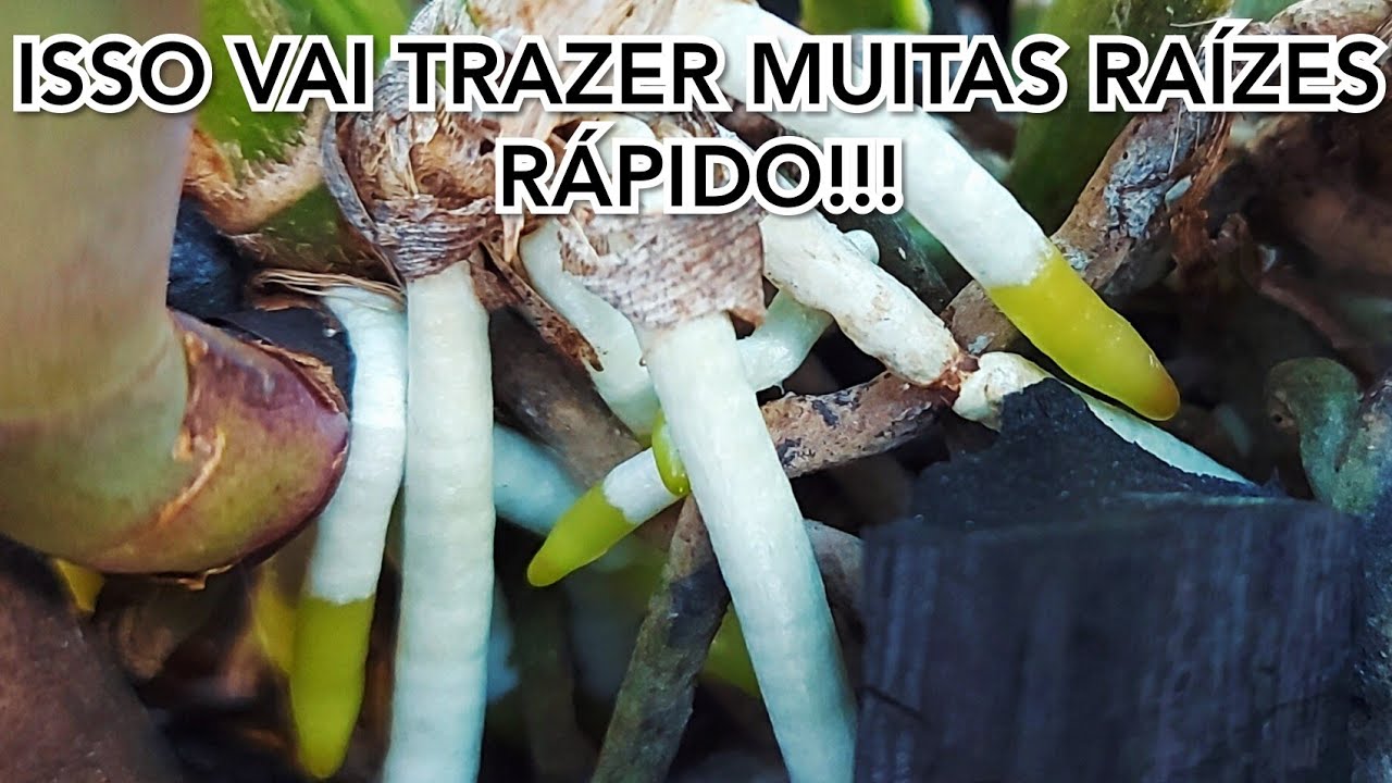 FAÇA SUA ORQUÍDEA ENRAIZAR MUITO RÁPIDO COM ISSO!!!