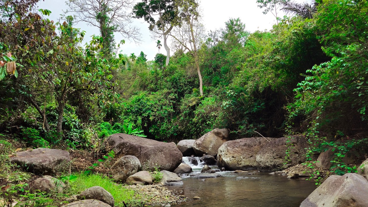 Authentic River Serenity | Gentle River Flow in Nature | Stress Relief & Better Sleep