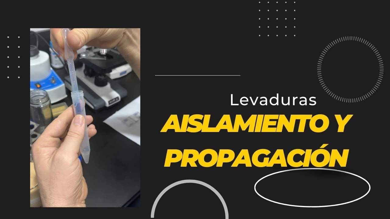 Aislamiento y propagación de levaduras | cerveza