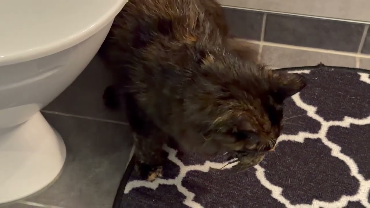 Lyssnar på ljudet 😅Tiger ? Nala Swedish Cat [ Maine coon ] 
