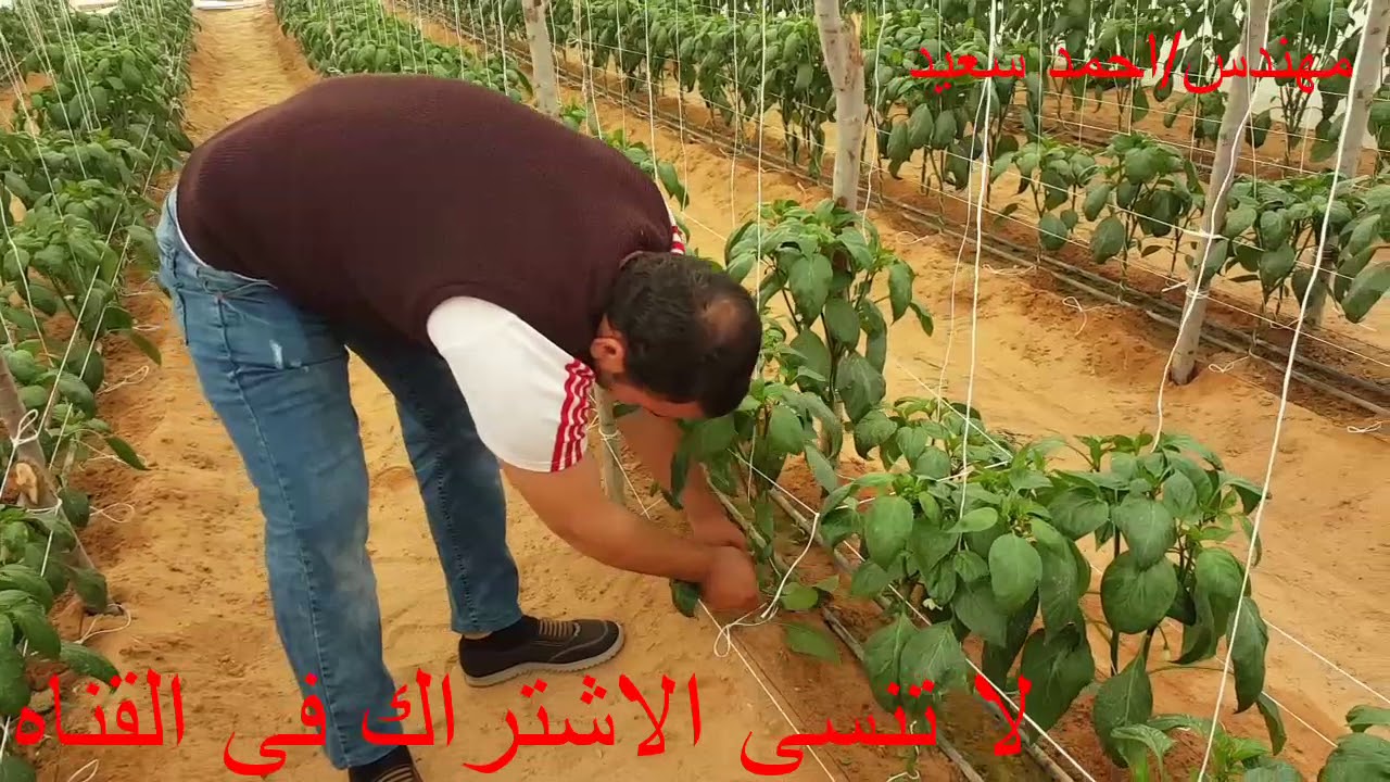 فنون زراعيه | حلقه 17 | طريقة تقليم الفلفل (الطريقه الاسبانيه )