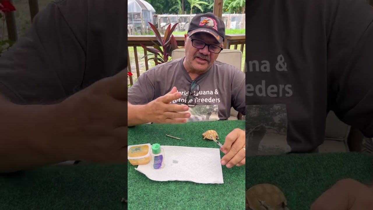 How to Save Your Dying  Sulcata Tortoise: A Step-by-Step Guide. You can do it, Don't let it die!