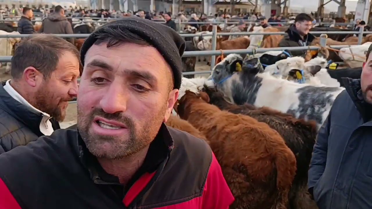 ÇORUM HAYVAN PAZARI 16 ŞUBAT .!!! 1. bölüm Piyasanın nabzını biz tutalım dedik