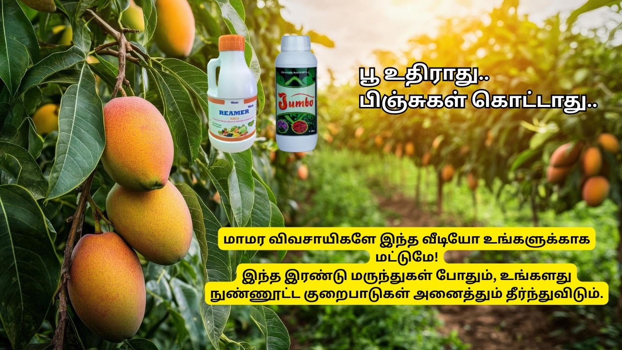மா பூ அதிகரிக்க சரியான மருந்துகள் (Best medicines to increase mango flowering) #jumbo #kbca #reamer