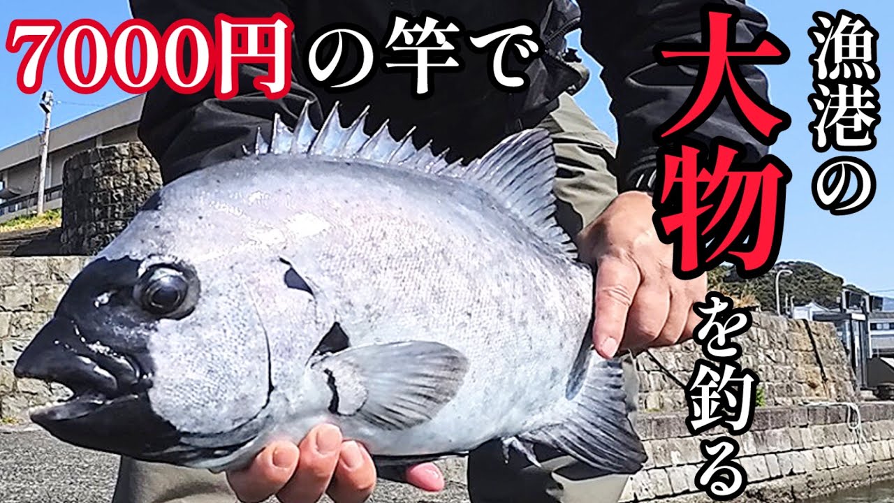 Amazonで買える安い竿で漁港の石鯛を釣る！【かぶせ釣り】
